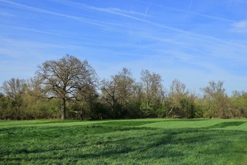 Fototapeta na wymiar tree in a field