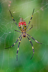 spider