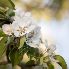 apple blossom in soft light against blue sky background