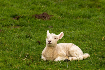 Naklejka na ściany i meble A lamb lies on the green meadow