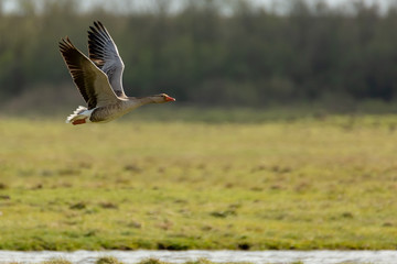 Goose flies from left to right