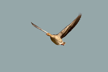 A goose flying high in the sky flies from right to left