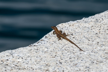 Kleine Echse auf einer Steinmauer