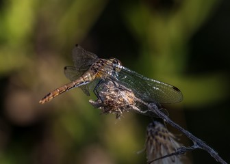 Dragonfly
