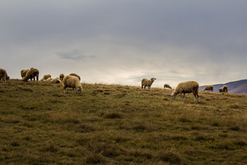 Fototapeta na wymiar Sheep herd in the mountain pasture in Zlatibor, Serbia. Countryside tourism concept.