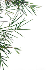 Naklejka premium green bamboo leaf , green tropical foliage texture isolated on white background of file with Clipping Path .