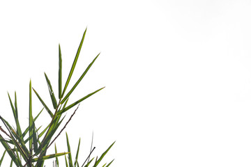 Fototapeta premium green bamboo leaf , green tropical foliage texture isolated on white background of file with Clipping Path .