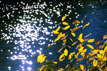 Yellow autumn leaves on a branch against a background of blue water in a pond with sun highlights and bokeh