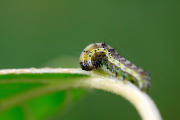 Moth insects