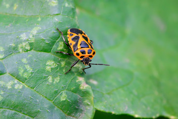 stinkbug on green leaf