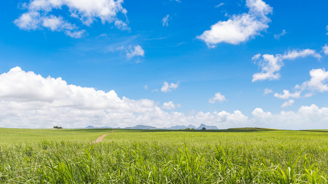 Sugar Cane fieds, Mauritius