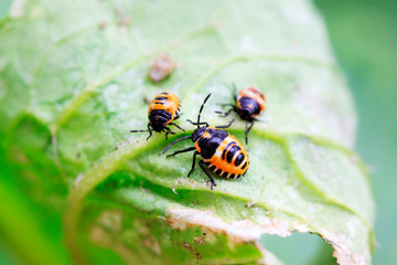 stinkbug on green leaf