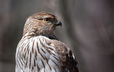 Cooper's Hawk closeup in autumn in Canada