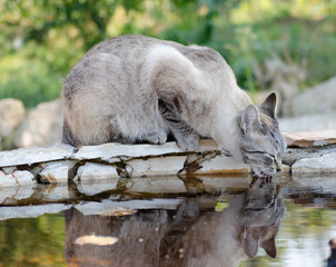 Bengal Snow cat Drinking Water From Pond