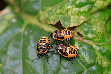 stinkbug on green leaf