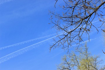 branches of tree against blue sky air trace