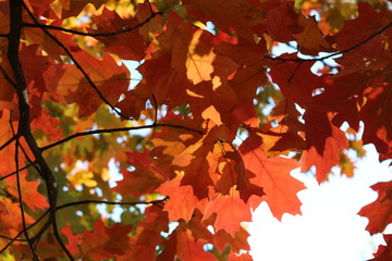 Red and orange leaves decorate autumn oaks