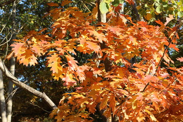 Red and orange leaves decorate autumn oaks