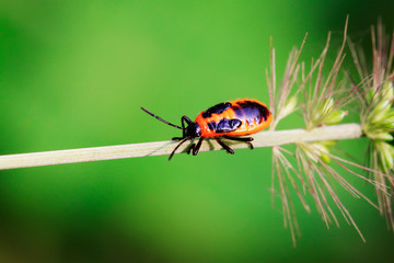 stinkbug