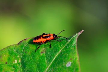 stinkbug