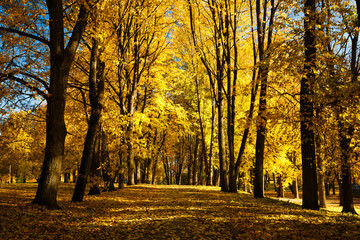 Beautiful park with autumn trees and yellow fallen leaves, Veliky Novgorod, Russia