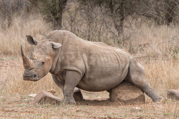Fototapeta premium byk nosorożca drapiąc się w kamień