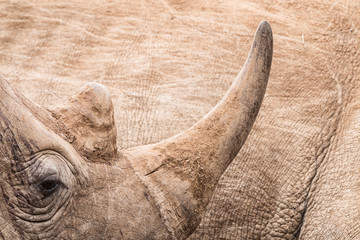 Obraz premium zbliżenie róg nosorożca
