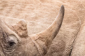 Photo sur Plexiglas Rhinocéros rhinoceros horn close-up