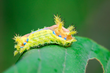 thorn moth larvae
