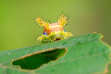 thorn moth larvae