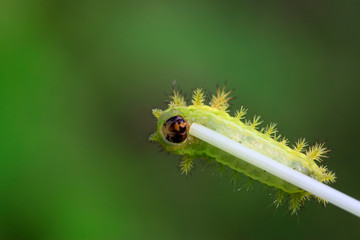 thorn moth larvae