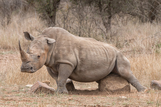 rhino bull scrtching himself at a rock