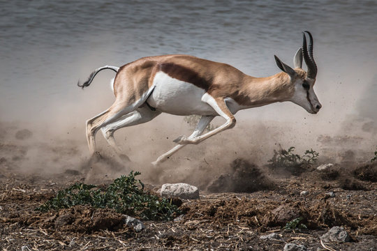 Afbeeldingen over Running Gazelle – Blader in stockfoto's, vectoren en  video's over 2,339 | Adobe Stock