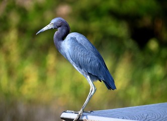 blue egret in the wild