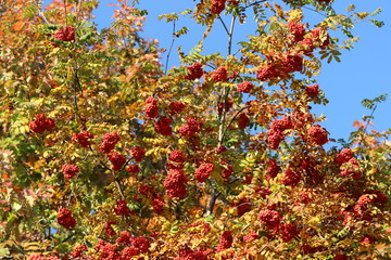 Fototapeta na wymiar Red berries ripened on mountain ash in autumn