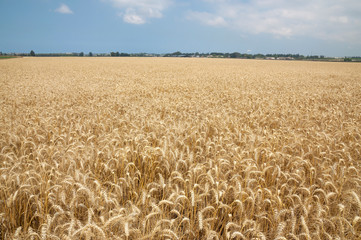 Naklejka premium Gold Wheat field