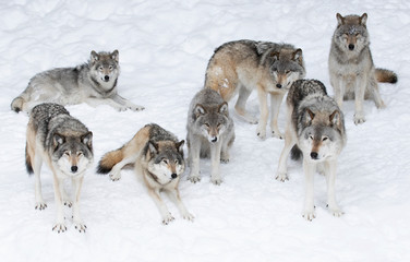 Loups des bois ou loups gris (Canis lupus), isolés sur fond blanc, meute de loups des bois debout dans la neige au Canada