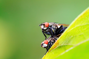 two muscidae insects mating