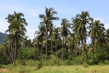 Fototapeta premium Palm trees