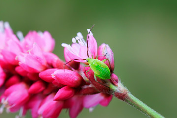 Obraz premium green stinkbug larvae on green leaf