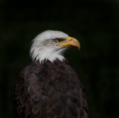 Fototapeta premium Baldeagle