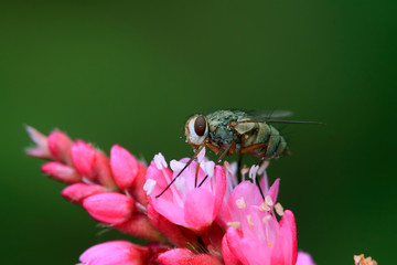 tachinidae insects collecting honey on the flowers