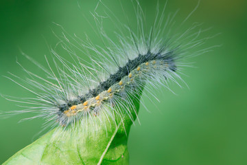 cute caterpillar on green leaf