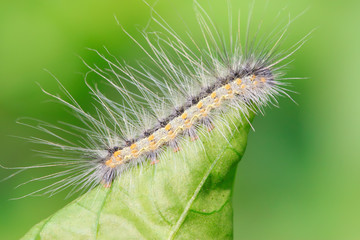 cute caterpillar on green leaf