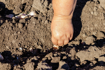 Farmer's hand planting garlic in vegetable garden