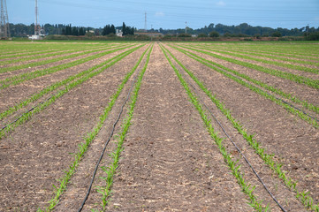 Irrigation of Corn field