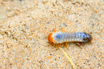 closeup of grub