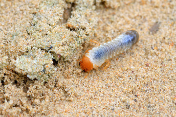 closeup of grub