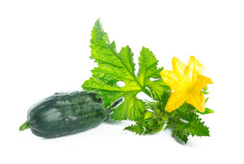 cucumber with leaf and flower natural vegetables organic food isolated on white background