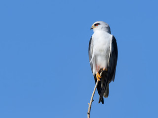 Black-winged Kite Portrait on Blue Sky